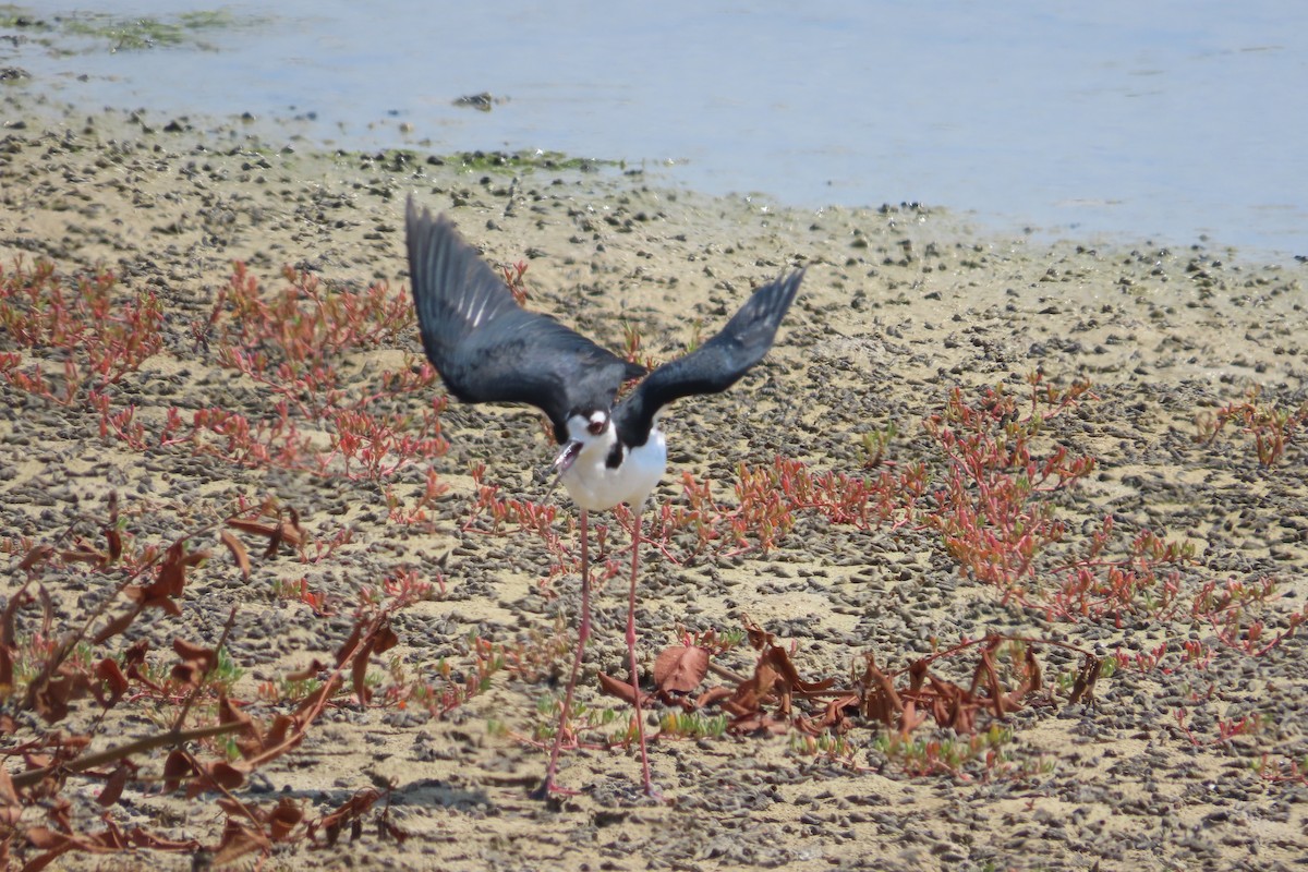 Black-necked Stilt - ML619261091