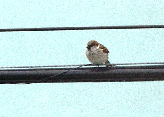 House Sparrow - Patrícia Hanate