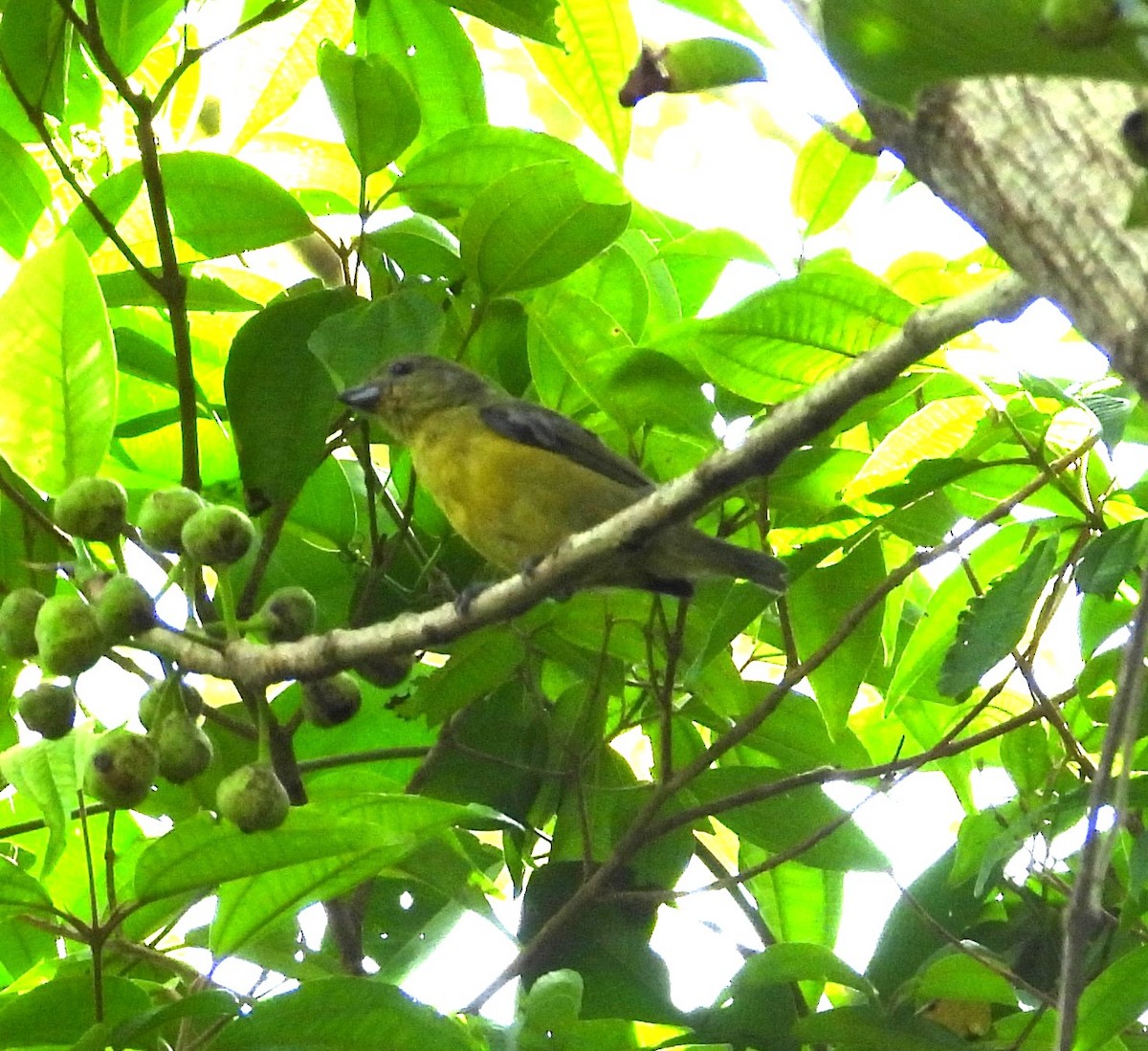 Violaceous Euphonia - Albeiro Erazo Farfán