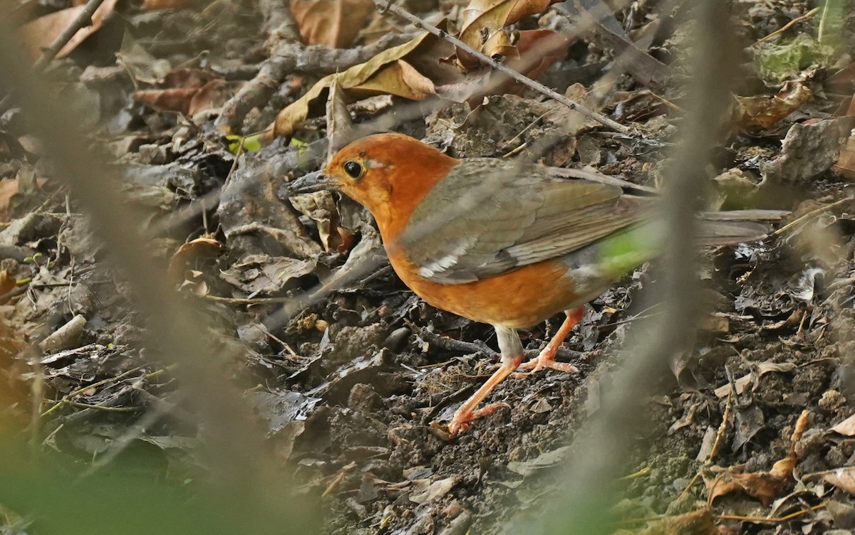 Grive à tête orange - ML619261102