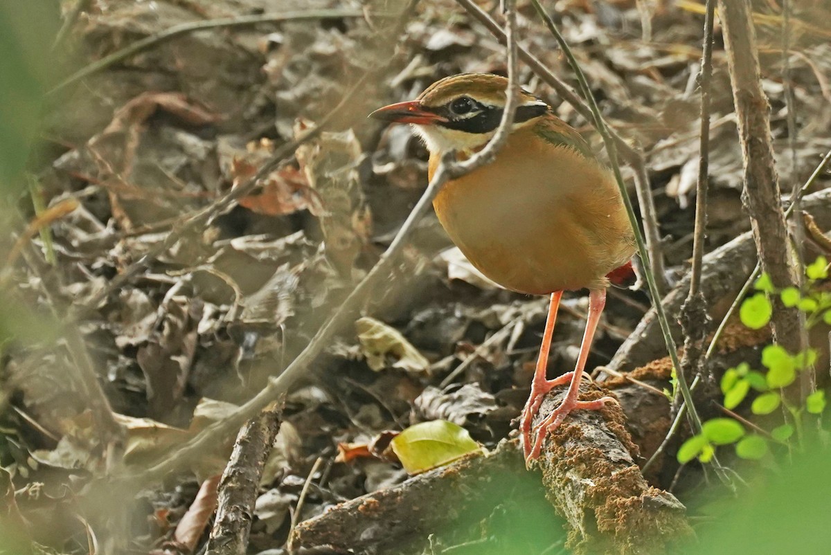 Indian Pitta - ML619261103