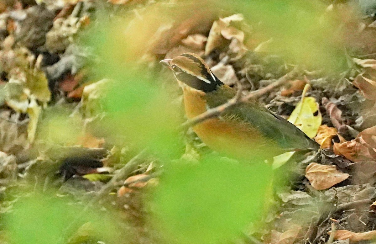 Indian Pitta - John Daniel