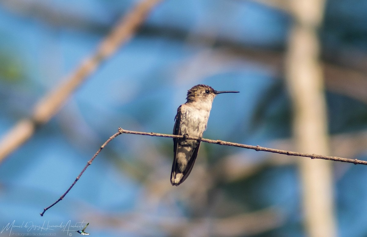 Ruby-throated Hummingbird - ML619261119