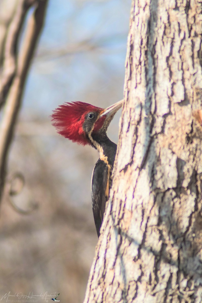 Lineated Woodpecker - Manuel de Jesus Hernandez Ancheita