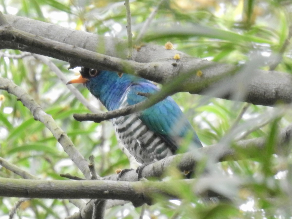 Asian Emerald Cuckoo - Steve Lei