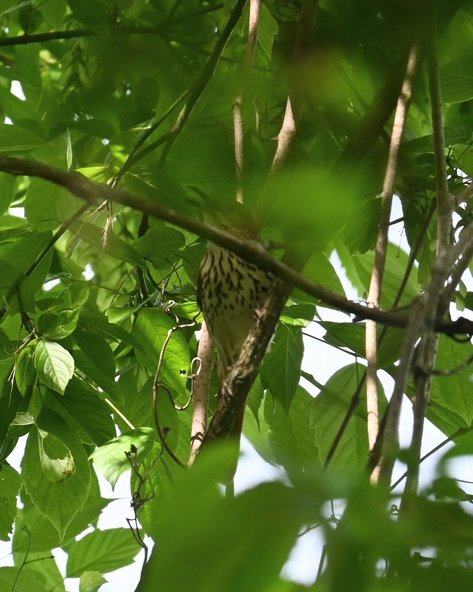 Brown Thrasher - Skylar Carson-Reynolds