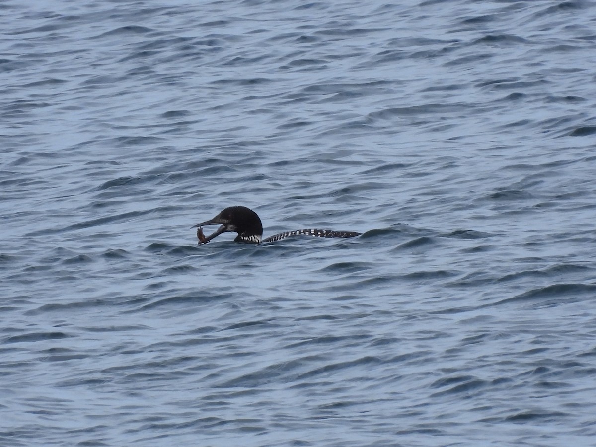 Common Loon - Rhonda Langelaan