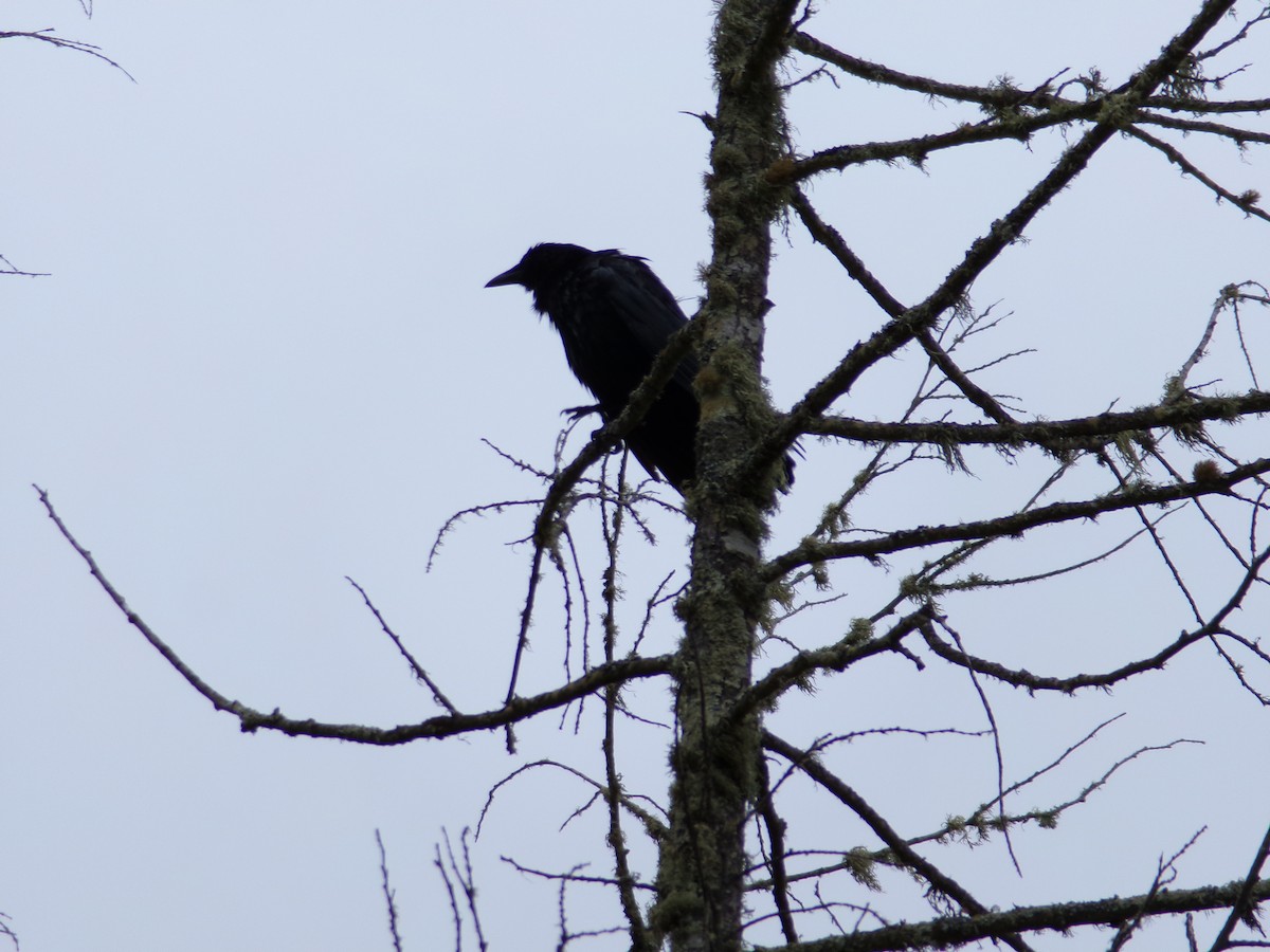 American Crow - Ross Rabkin