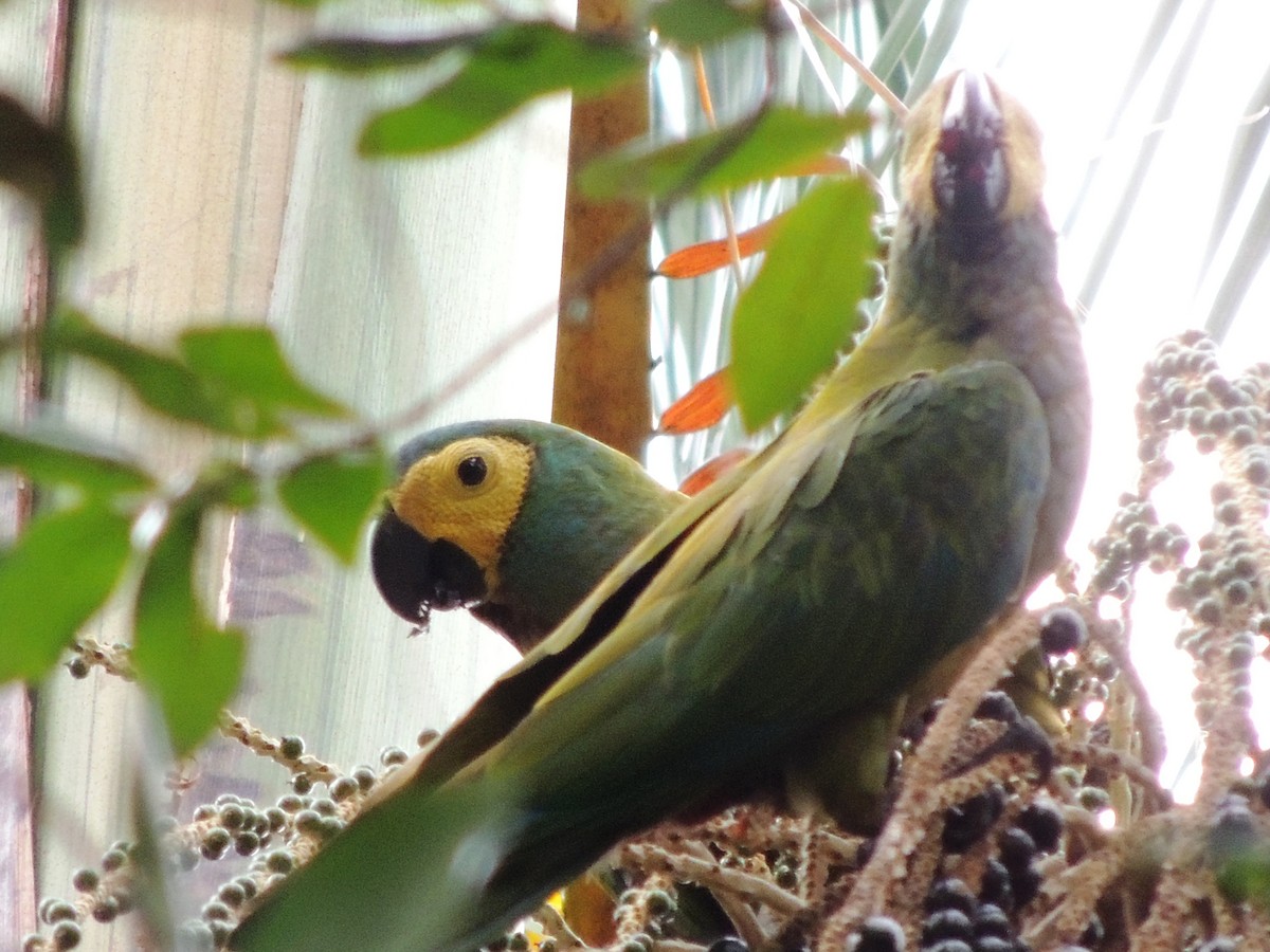 Red-bellied Macaw - Licinio Garrido Hoyos