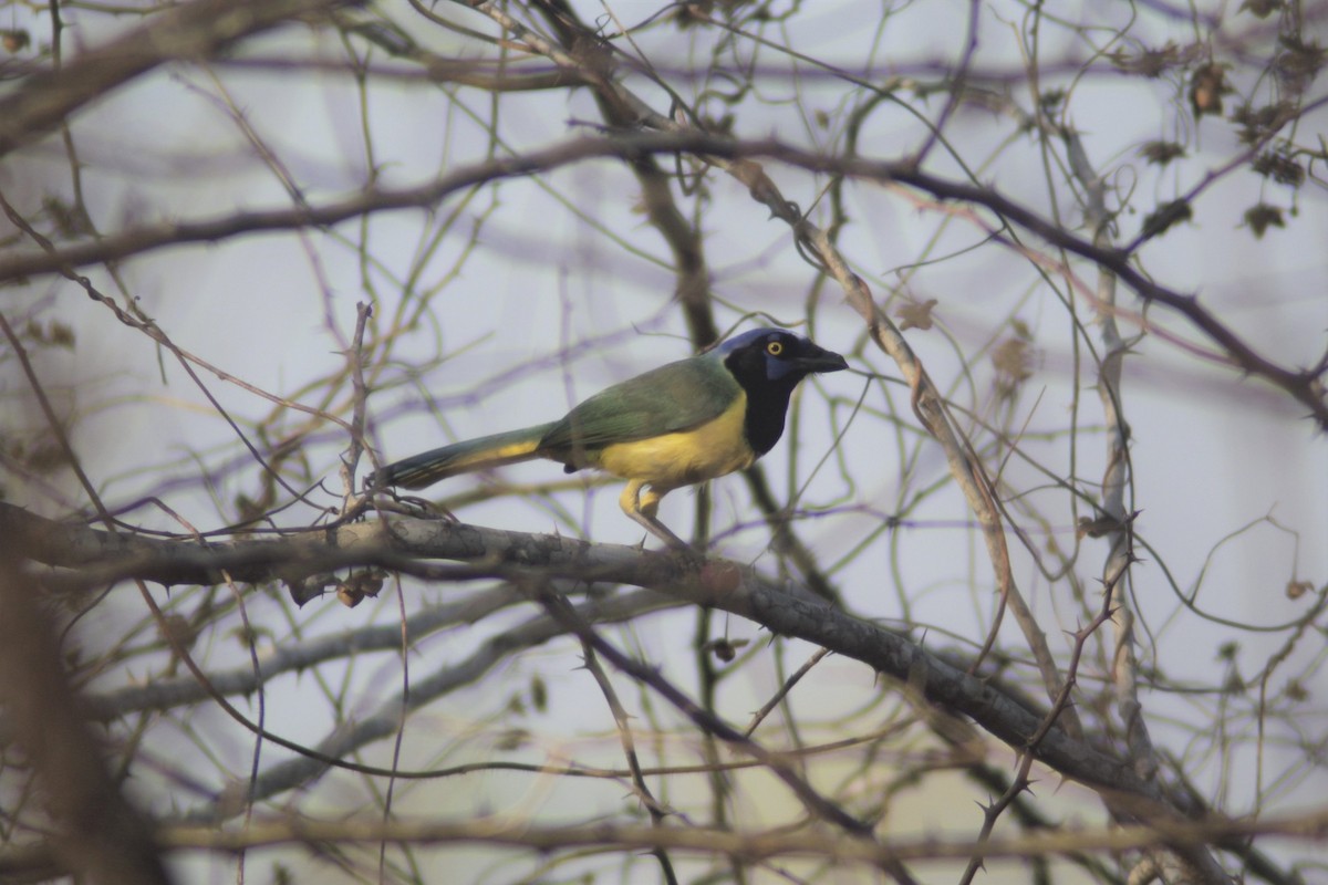 Green Jay - Manuel de Jesus Hernandez Ancheita