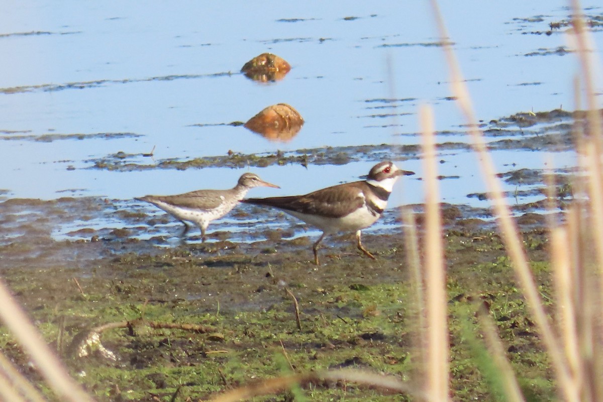 Killdeer - John Zakelj