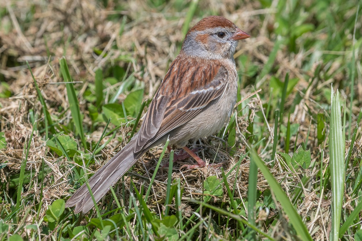 Field Sparrow - Juan Miguel Artigas Azas