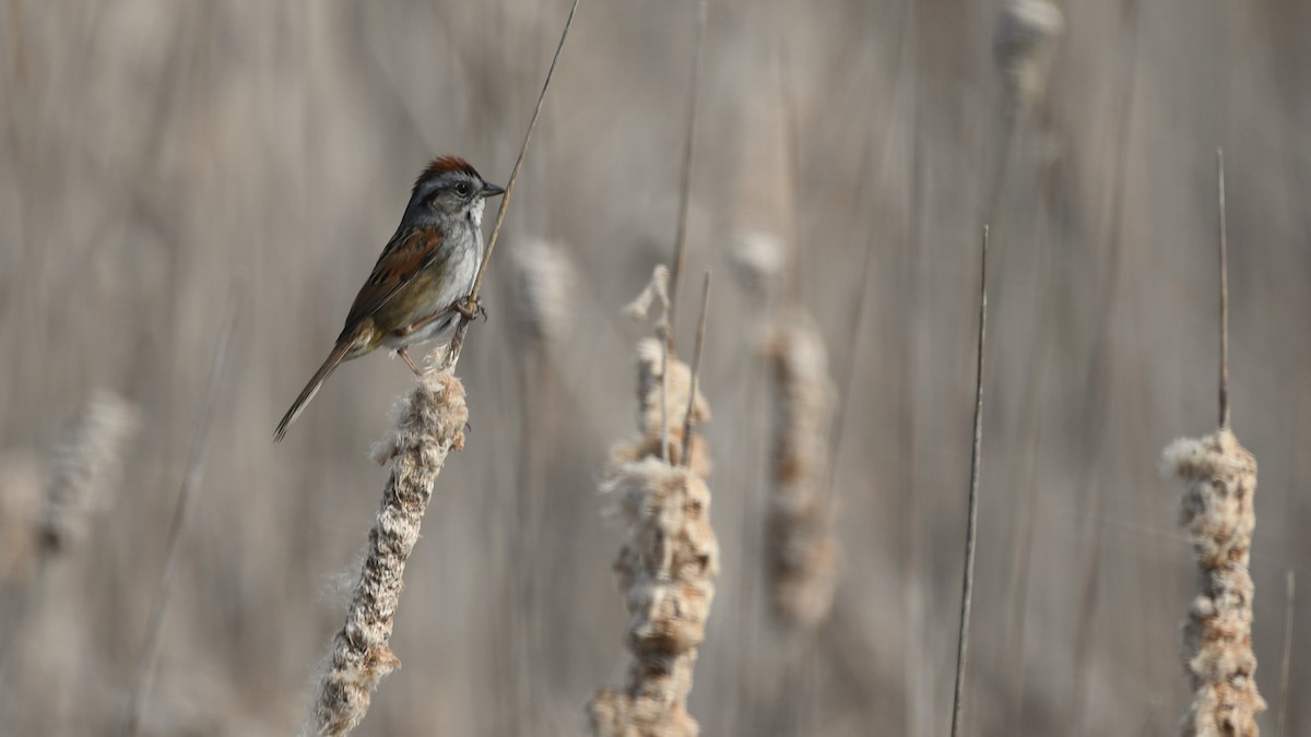 Swamp Sparrow - Marc Poirier