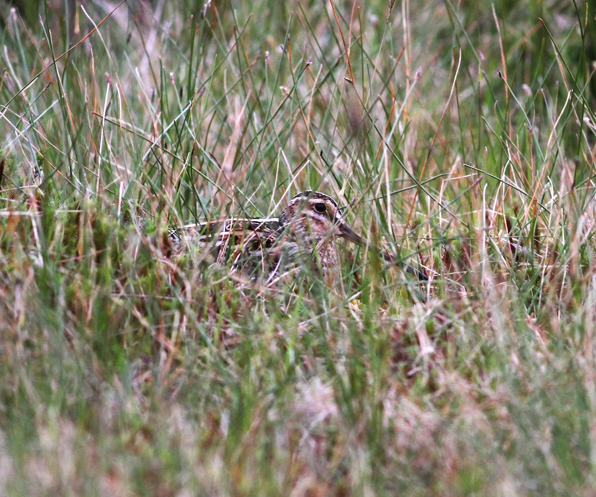 Common Snipe - ML619261204