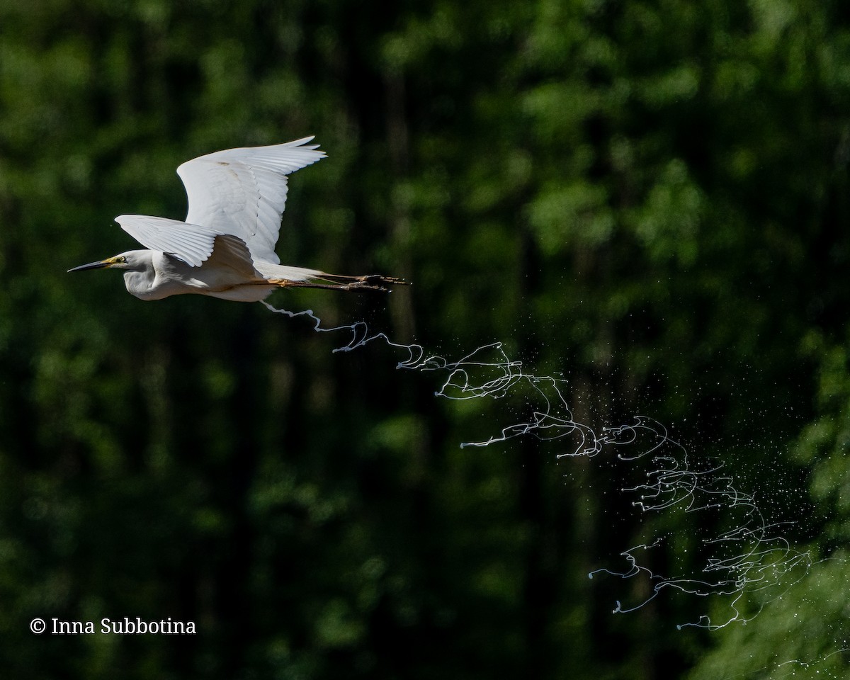 Great Egret - Ina Subbotina