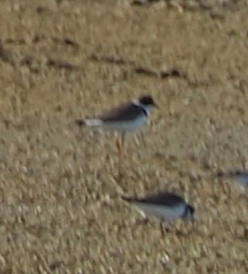 Semipalmated Plover - John Hiebert