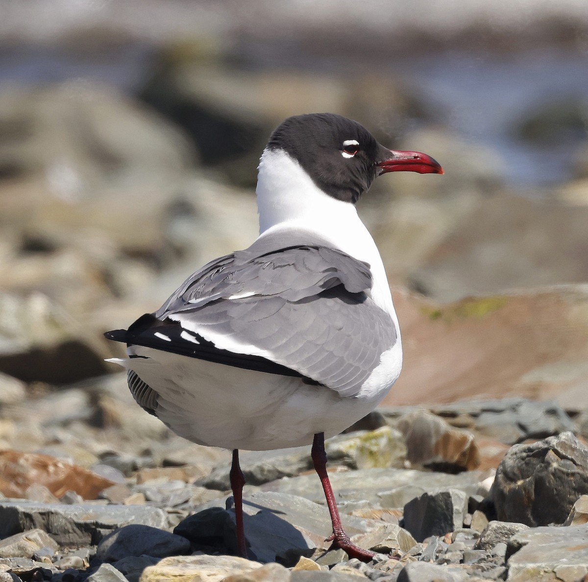 Laughing Gull - ML619261223