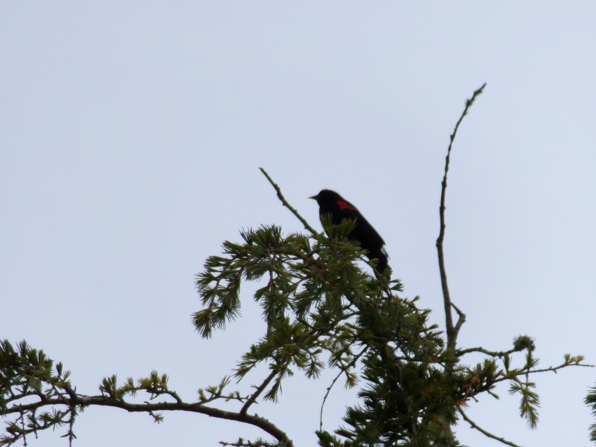 Red-winged Blackbird - ML619261224
