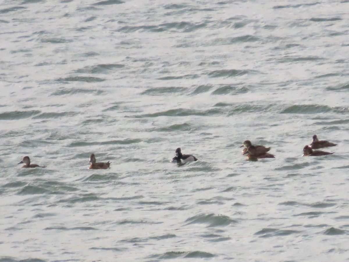 Ring-necked Duck - Teresa Noel