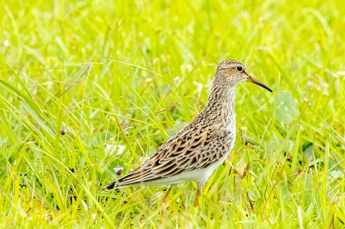 Pectoral Sandpiper - Tommy Mullen