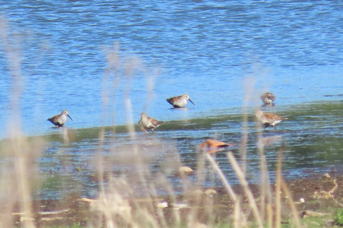 Dunlin - John Zakelj