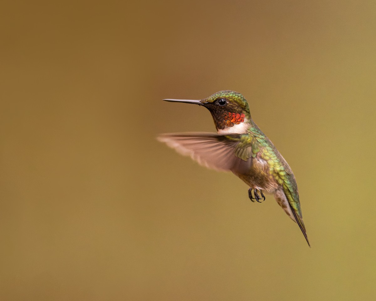Ruby-throated Hummingbird - Charles Villeneuve