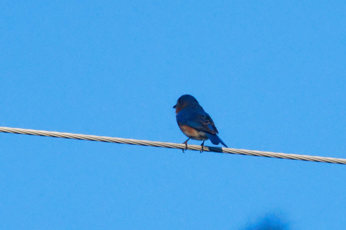 Eastern Bluebird - David Hoag