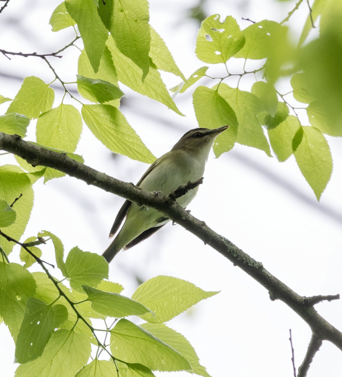 Red-eyed Vireo - ML619261277