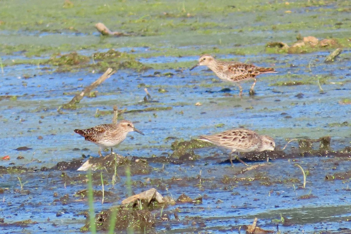 Semipalmated Sandpiper - John Zakelj