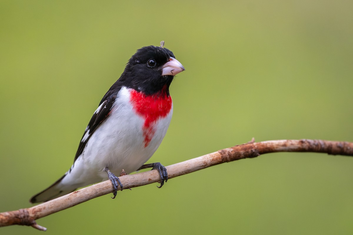 Rose-breasted Grosbeak - Charles Villeneuve