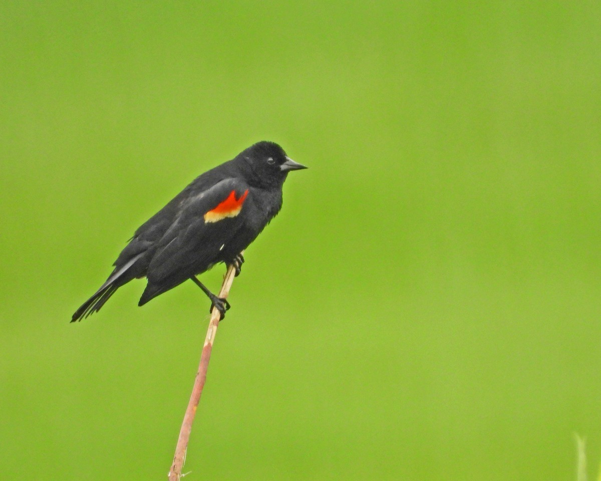 Red-winged Blackbird - Aubrey Merrill