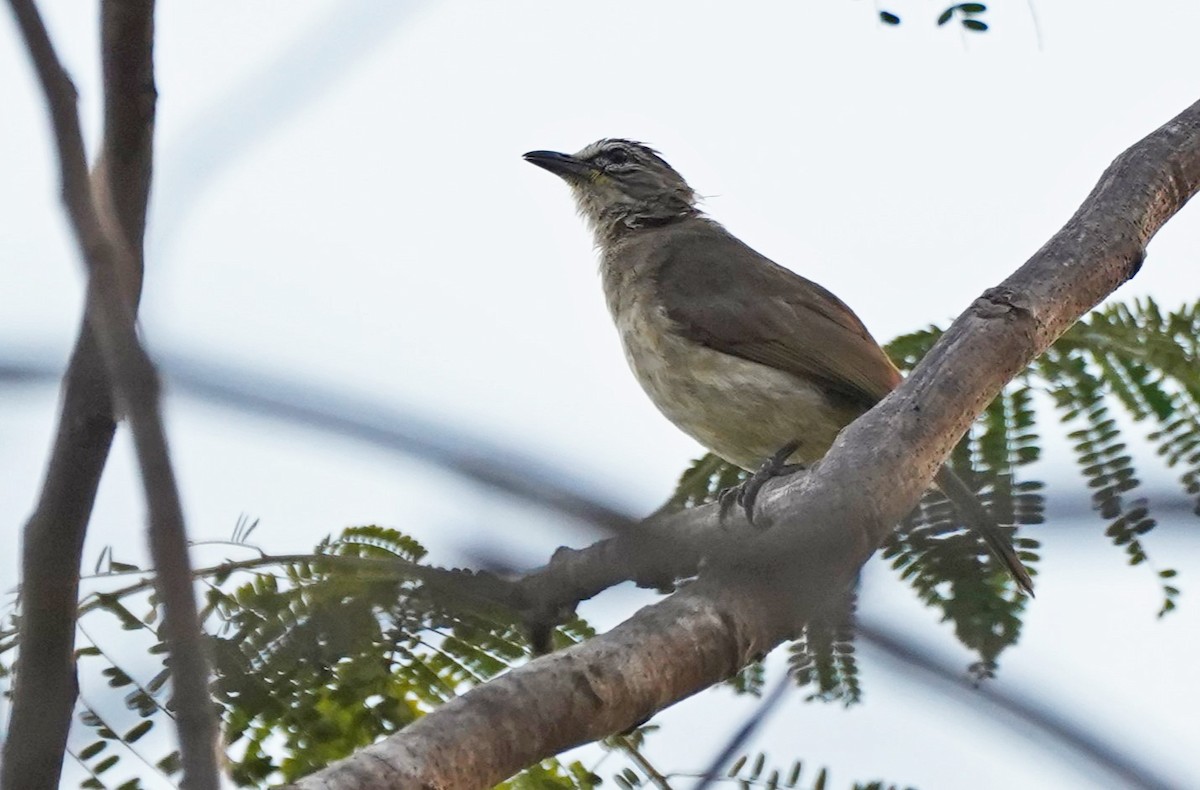 Bulbul à sourcils blancs - ML619261295