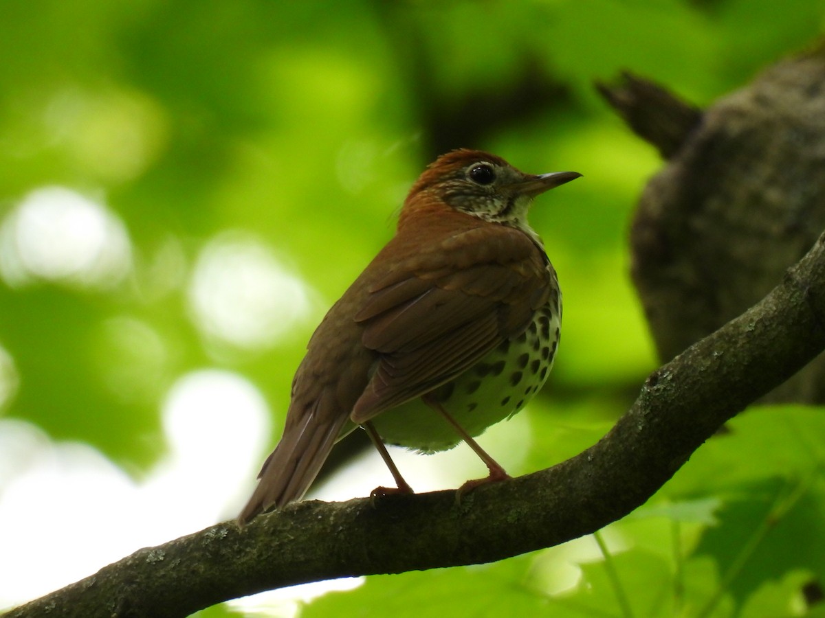 Wood Thrush - Heather Gray Toner