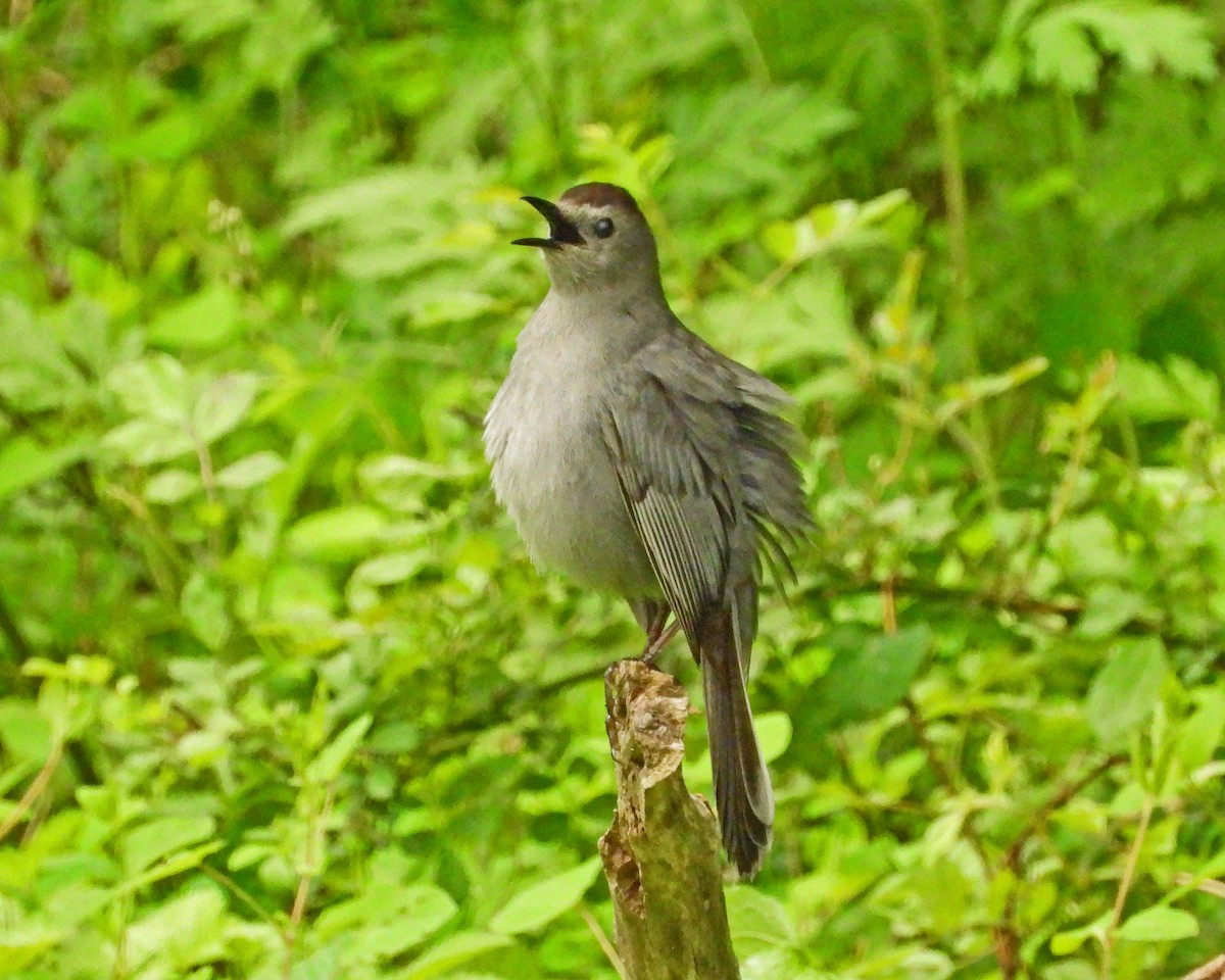 Gray Catbird - Aubrey Merrill