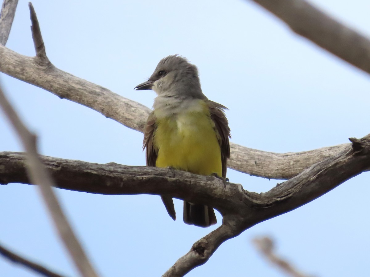 Western Kingbird - Teresa Noel