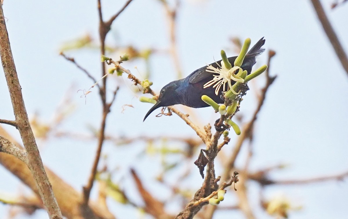 Purple Sunbird - ML619261320