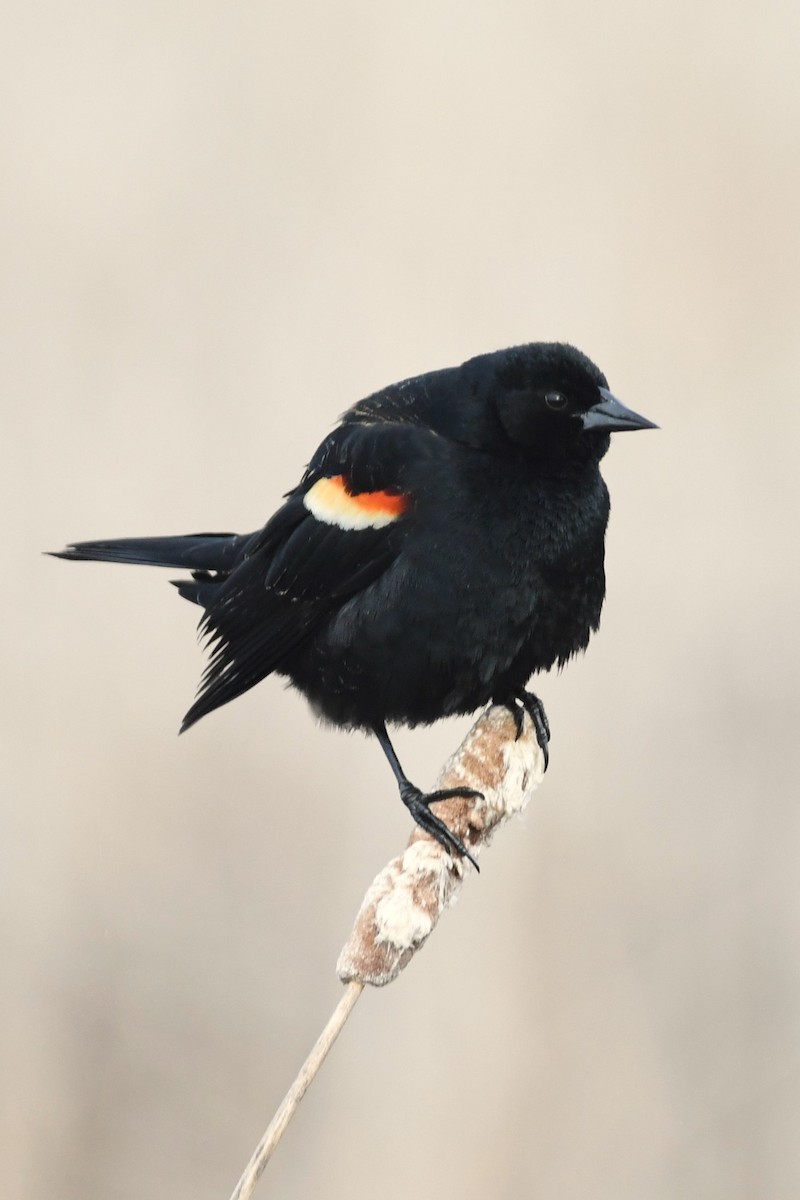 Red-winged Blackbird - Marc Poirier