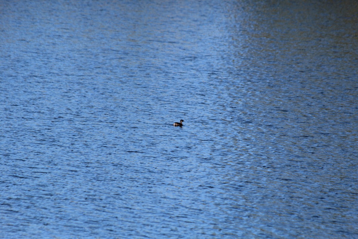 Pied-billed Grebe - Grant Beverage