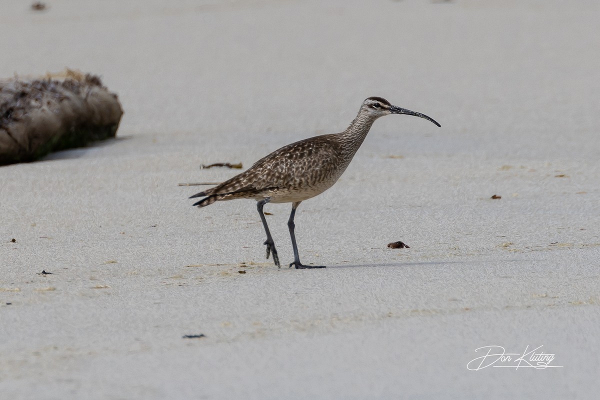Whimbrel - Denise Turley