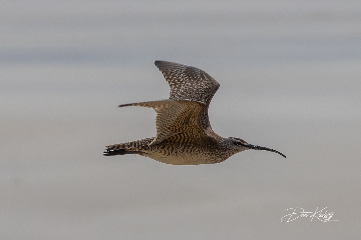 Whimbrel - Denise Turley