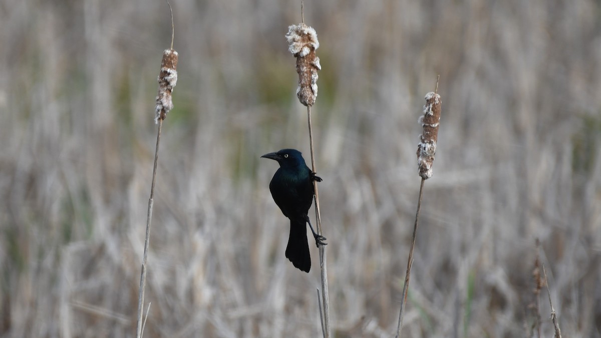 Common Grackle - Marc Poirier