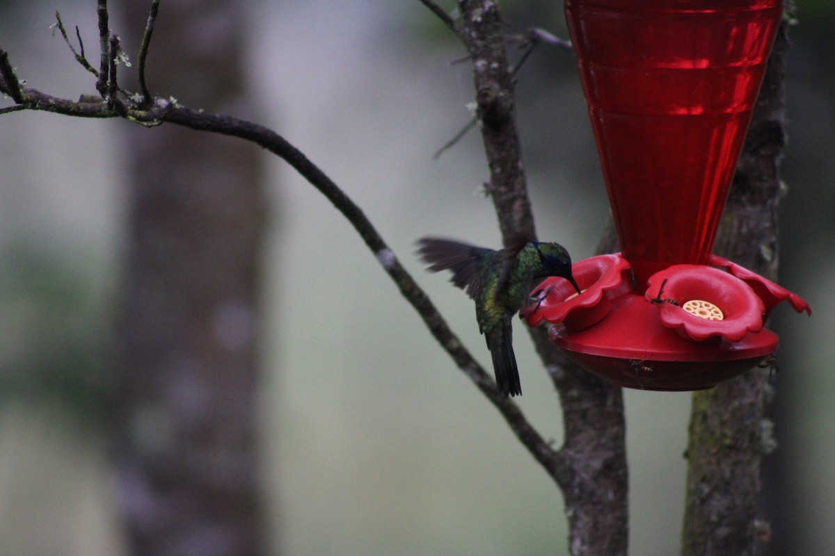 Lesser Violetear - Tess Branklin