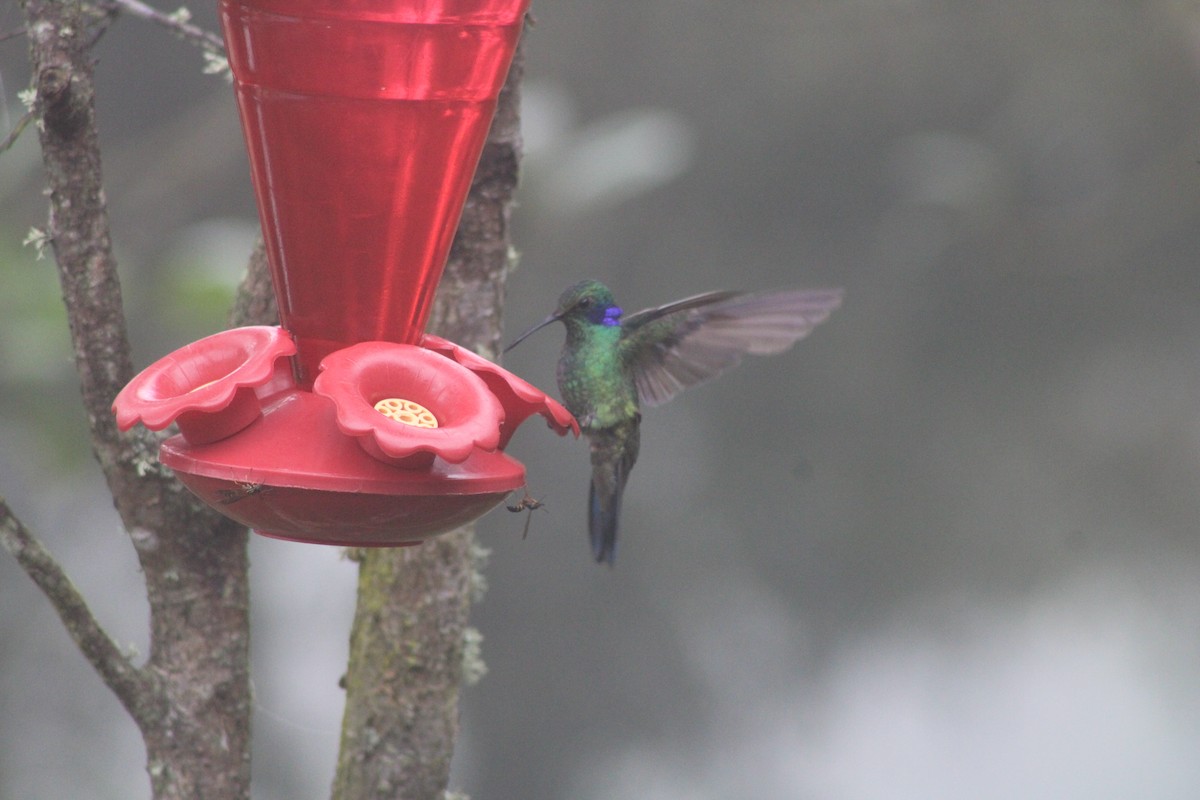 Lesser Violetear - Tess Branklin