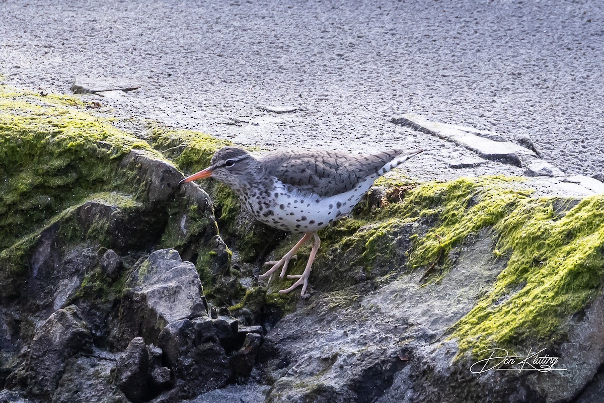 Spotted Sandpiper - Denise Turley