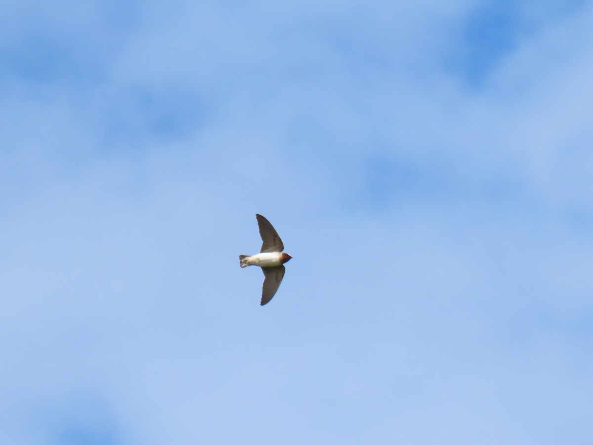 Cliff Swallow - Rhonda Langelaan