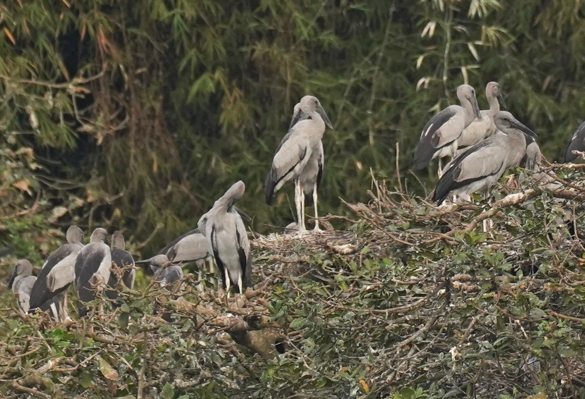 Asian Openbill - ML619261371