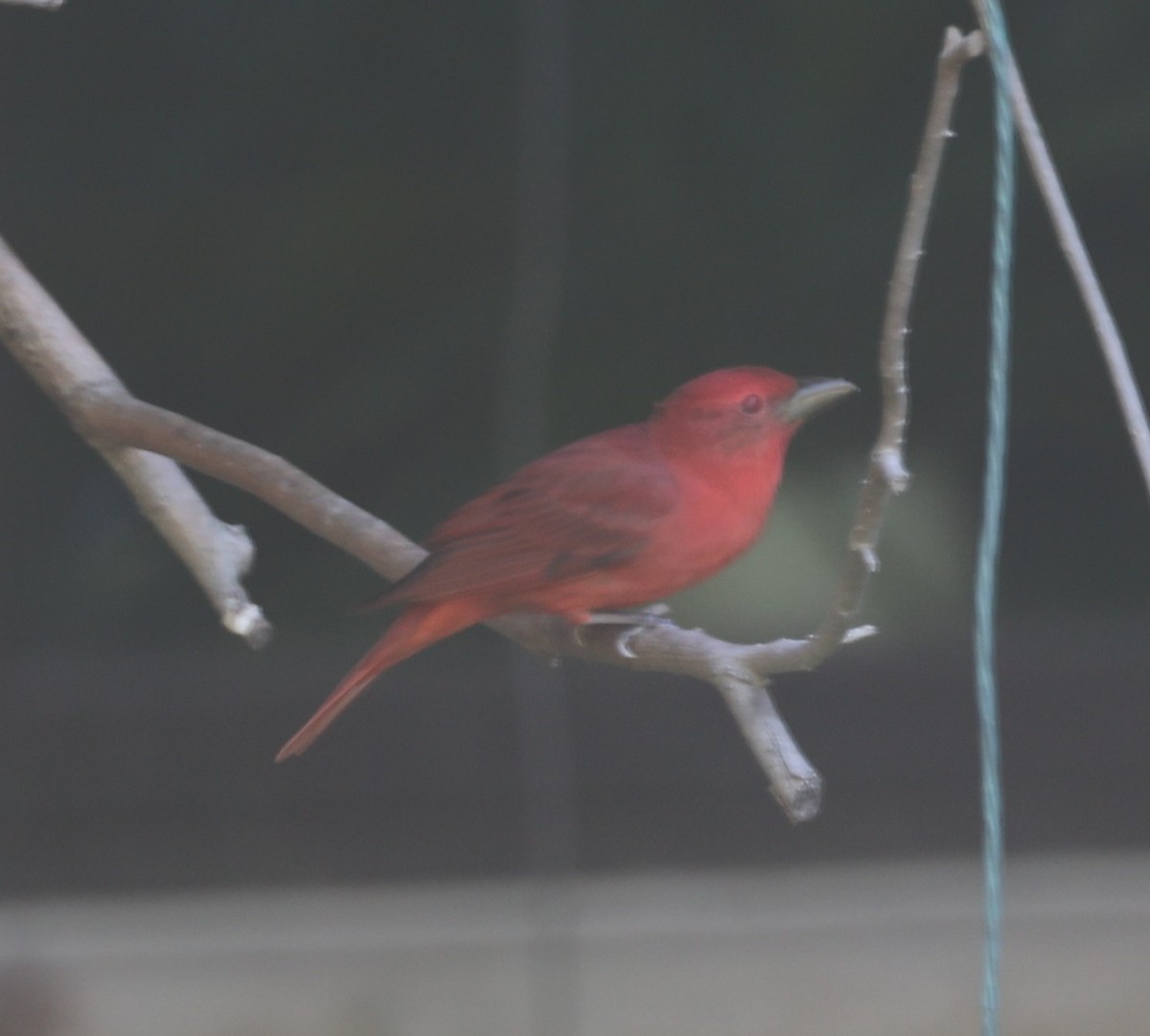 Summer Tanager - David Cunningham