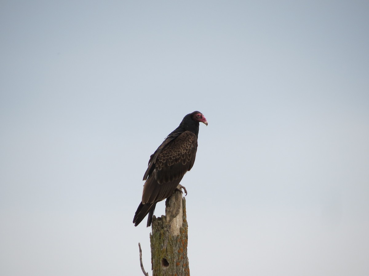 Turkey Vulture - Rodolphe Dubois