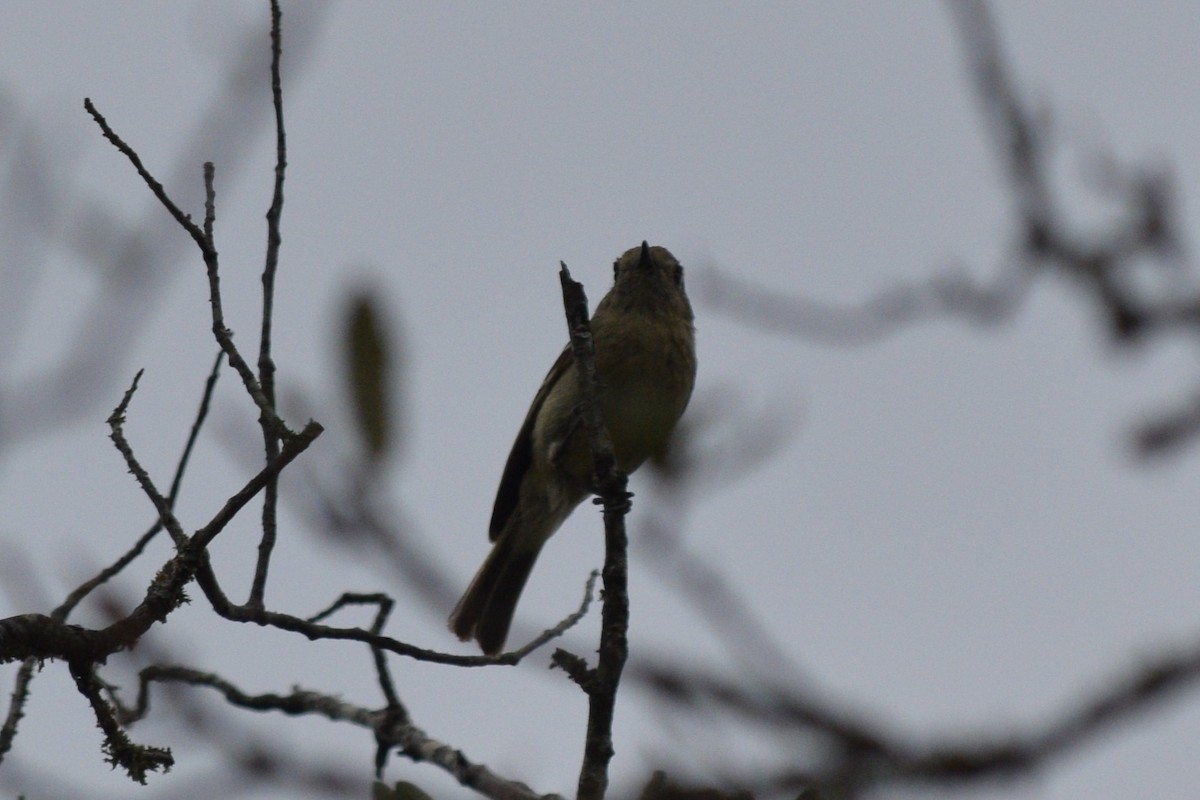 Huttonvireo - ML619261395