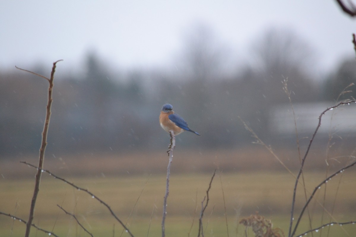 Eastern Bluebird - Sarah Bonnett